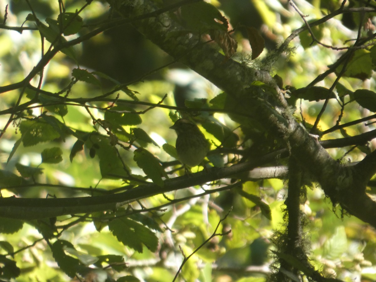 White-throated Sparrow - ML643612742