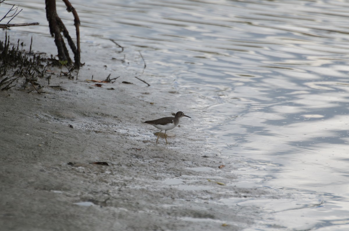 flekksnipe - ML643612756