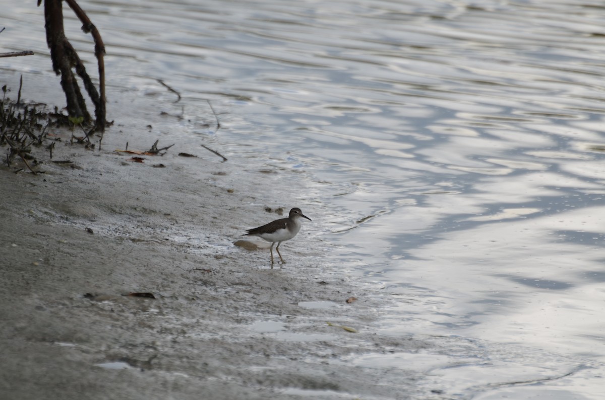 flekksnipe - ML643612758