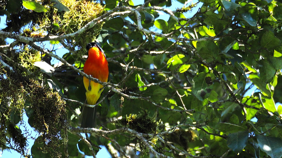 Black-fronted Bushshrike - ML643612761