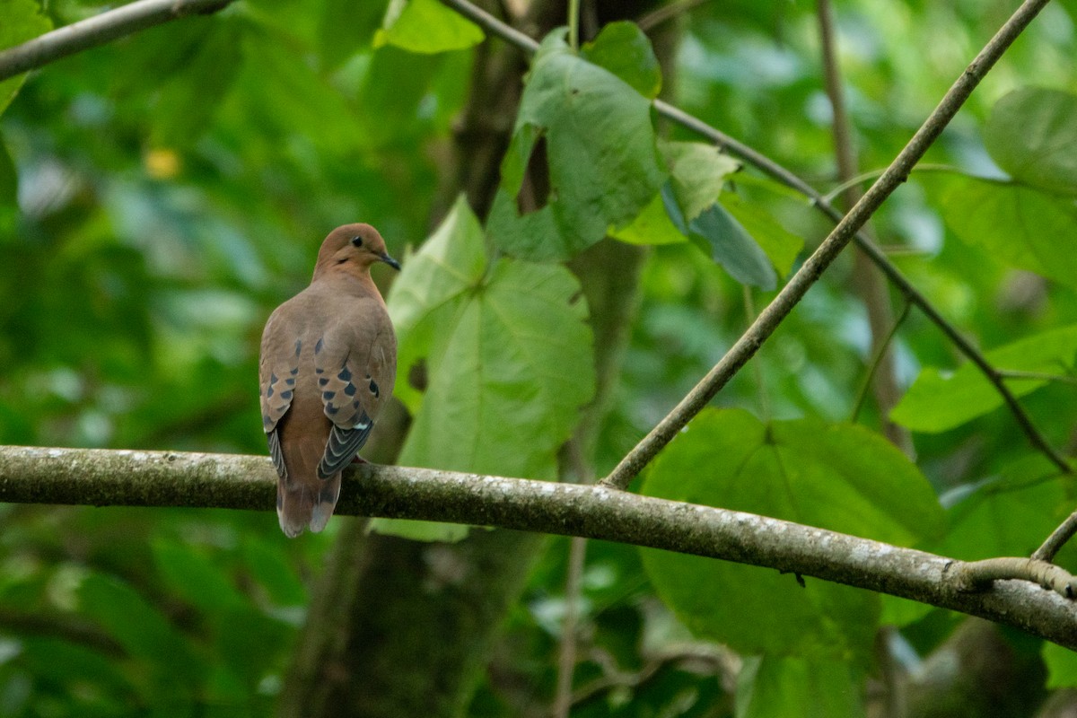 Zenaida Dove - ML643612766