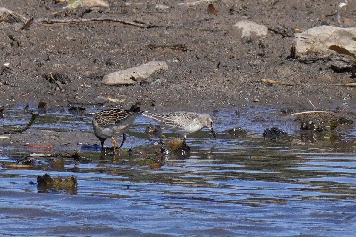 Weißbürzel-Strandläufer - ML643612777