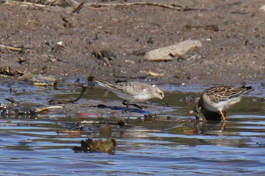 Weißbürzel-Strandläufer - ML643612778