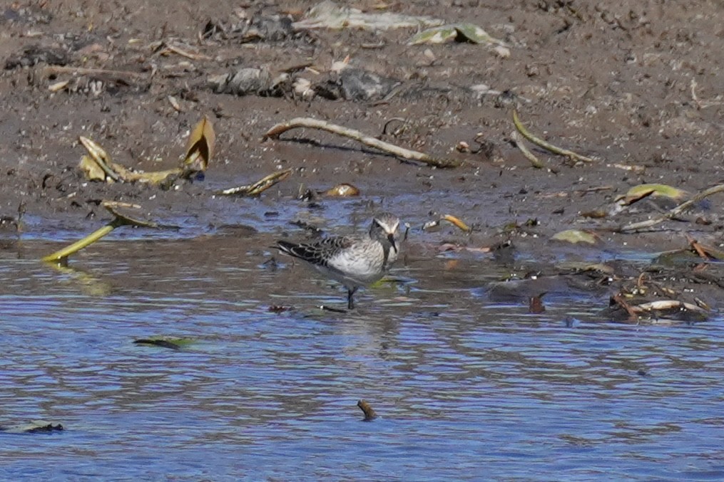 Weißbürzel-Strandläufer - ML643612779