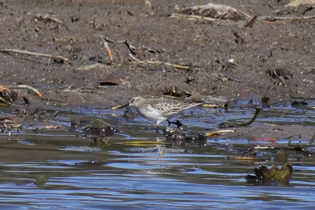 Weißbürzel-Strandläufer - ML643612780
