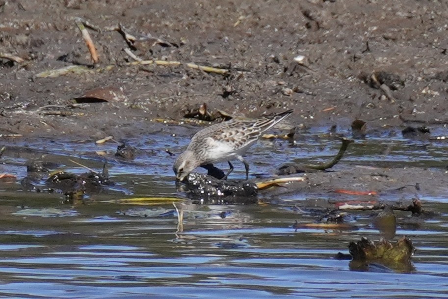 Weißbürzel-Strandläufer - ML643612781