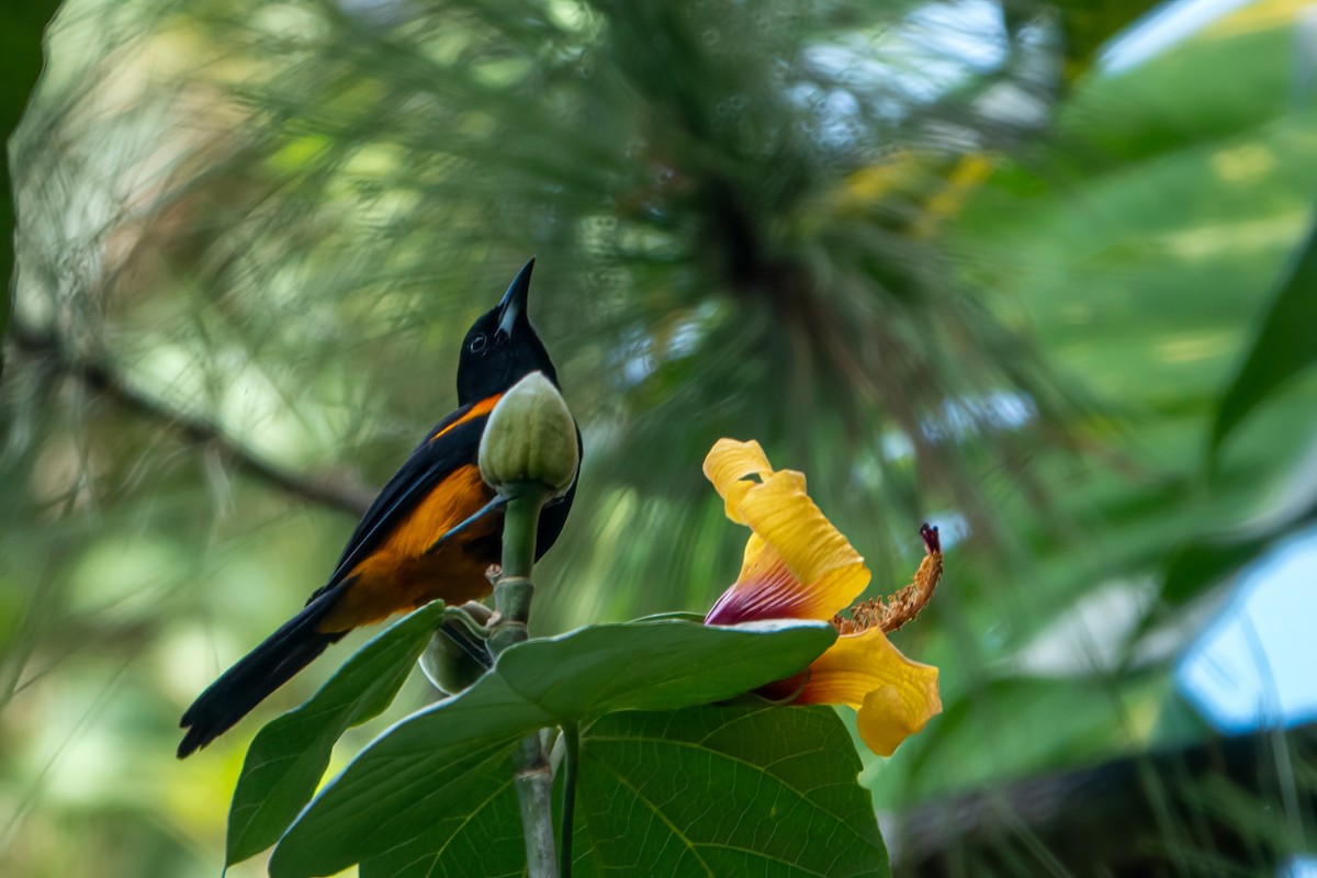 St. Lucia Oriole - ML643612797