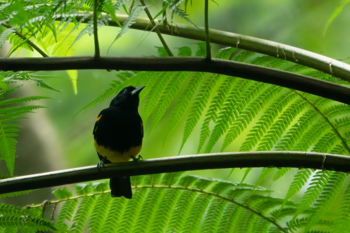 St. Lucia Oriole - ML643612798