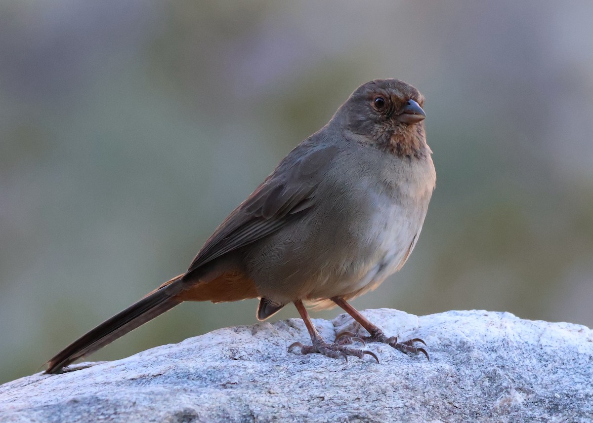 California Towhee - ML643612811