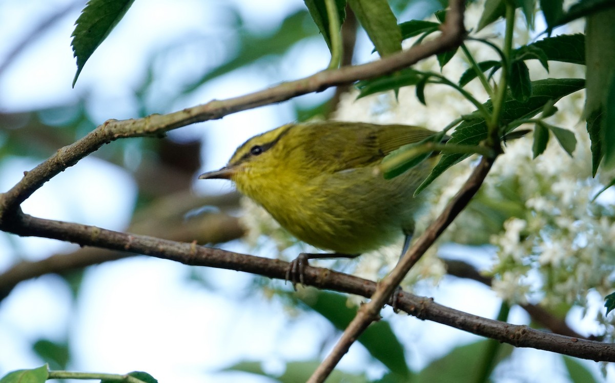Mountain Leaf Warbler - ML643612815