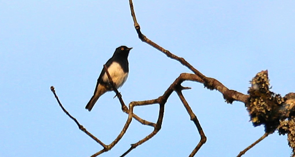 Abbott's Starling - ML643612825