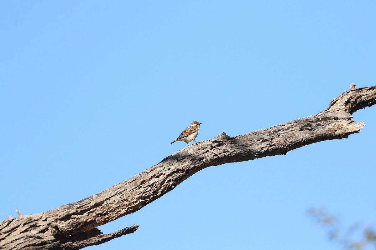 Yellow-throated Bush Sparrow - ML643612850