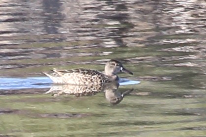 Cinnamon Teal - ML643612851