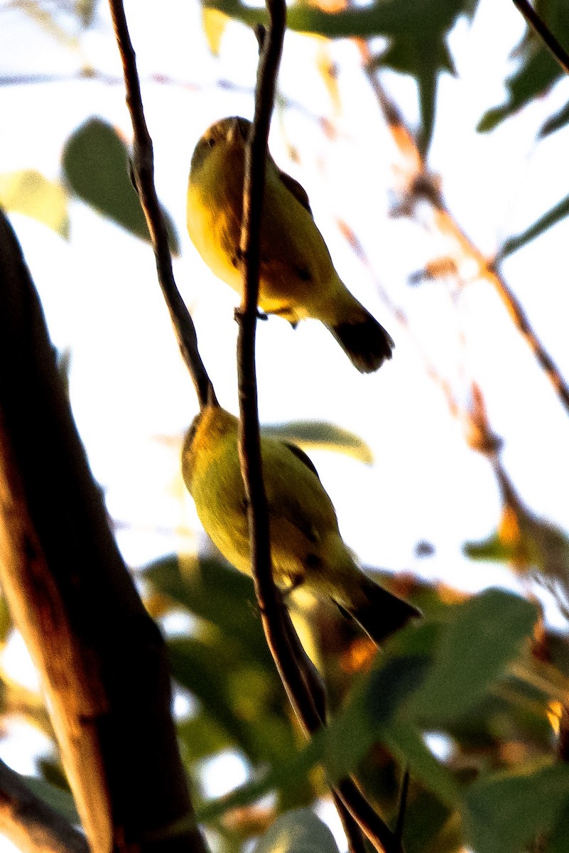 Yellow Thornbill - ML643612852