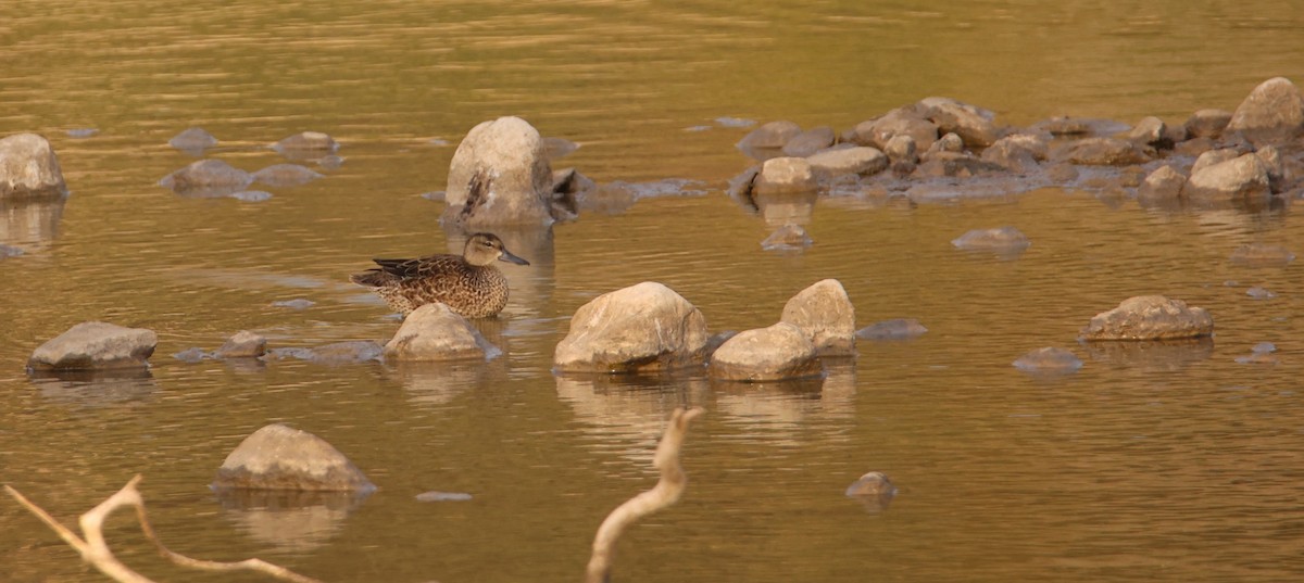 Blue-winged Teal - ML643612855