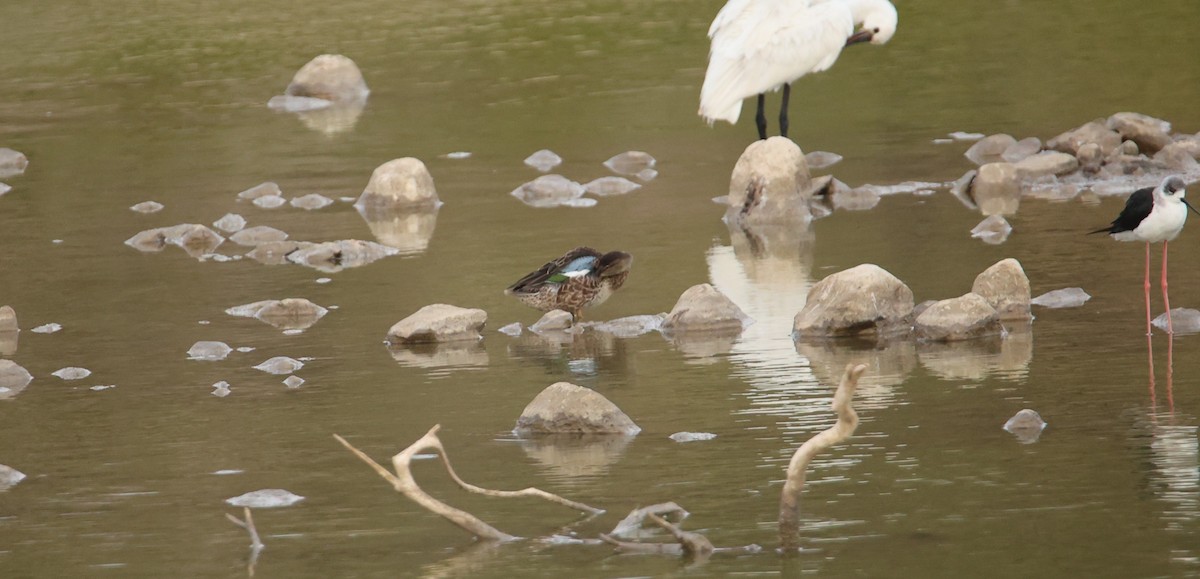 Blue-winged Teal - ML643612856