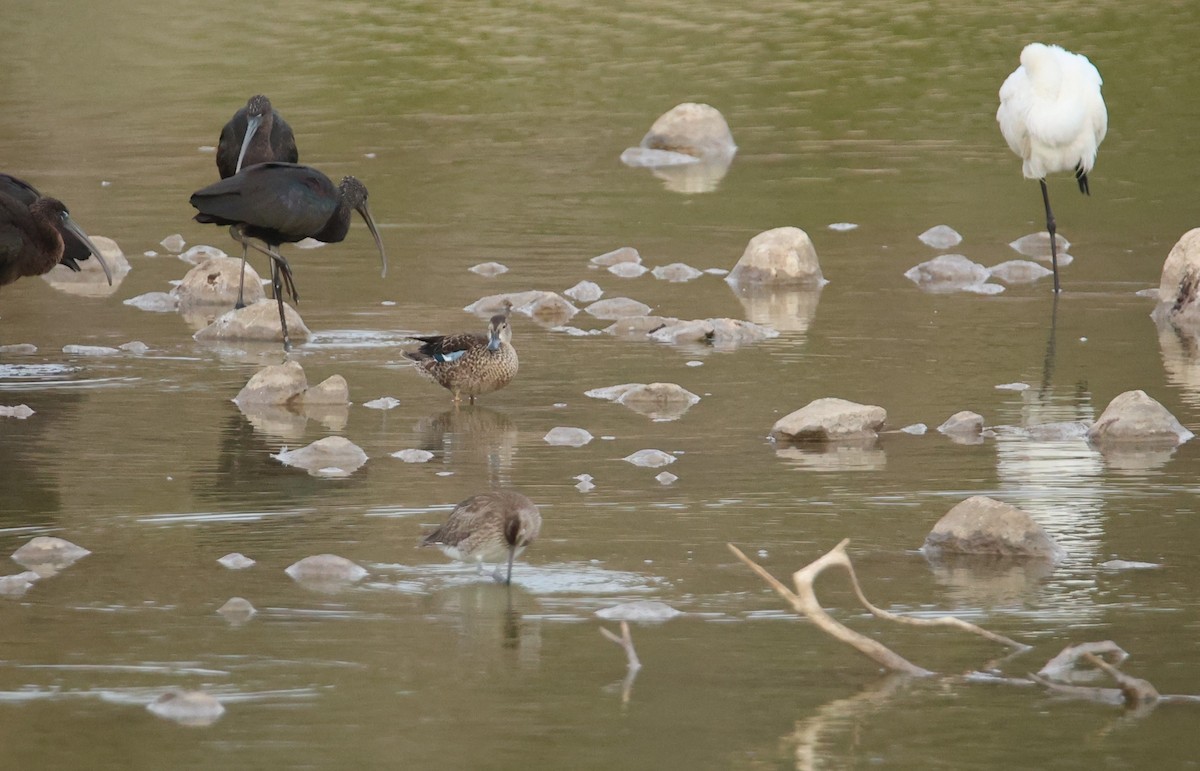 Blue-winged Teal - ML643612859