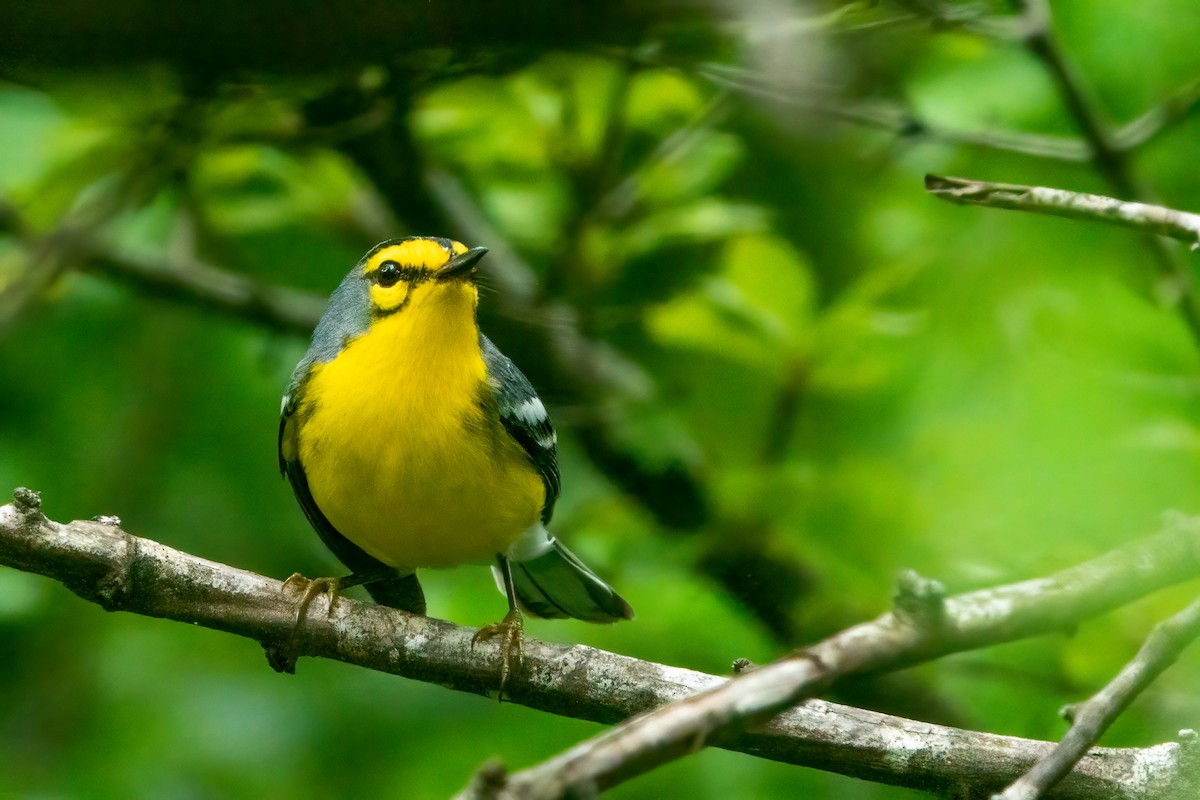 St. Lucia Warbler - ML643612865