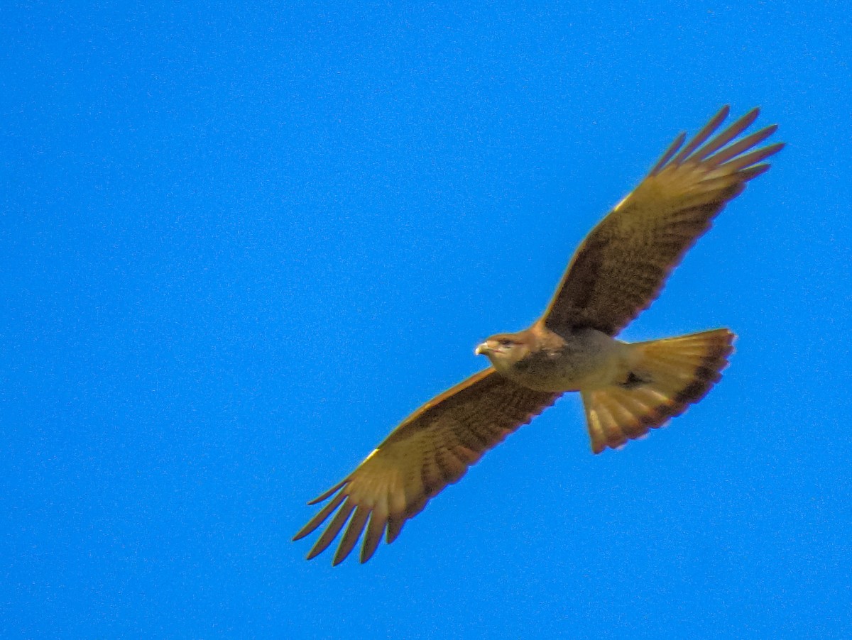 Chimango Caracara - ML643612869