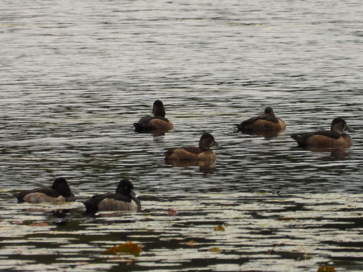 Ring-necked Duck - ML643612870