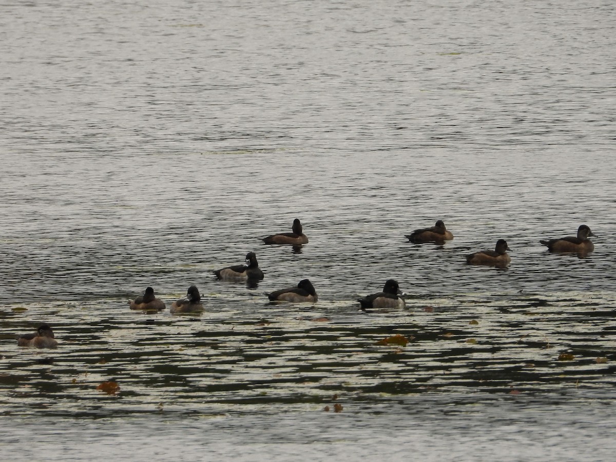 Ring-necked Duck - ML643612871