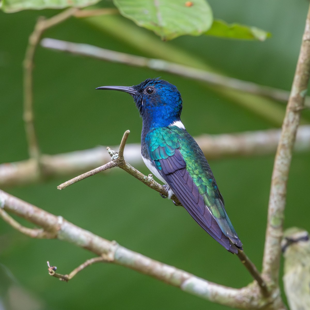 Colibri jacobin - ML643612877