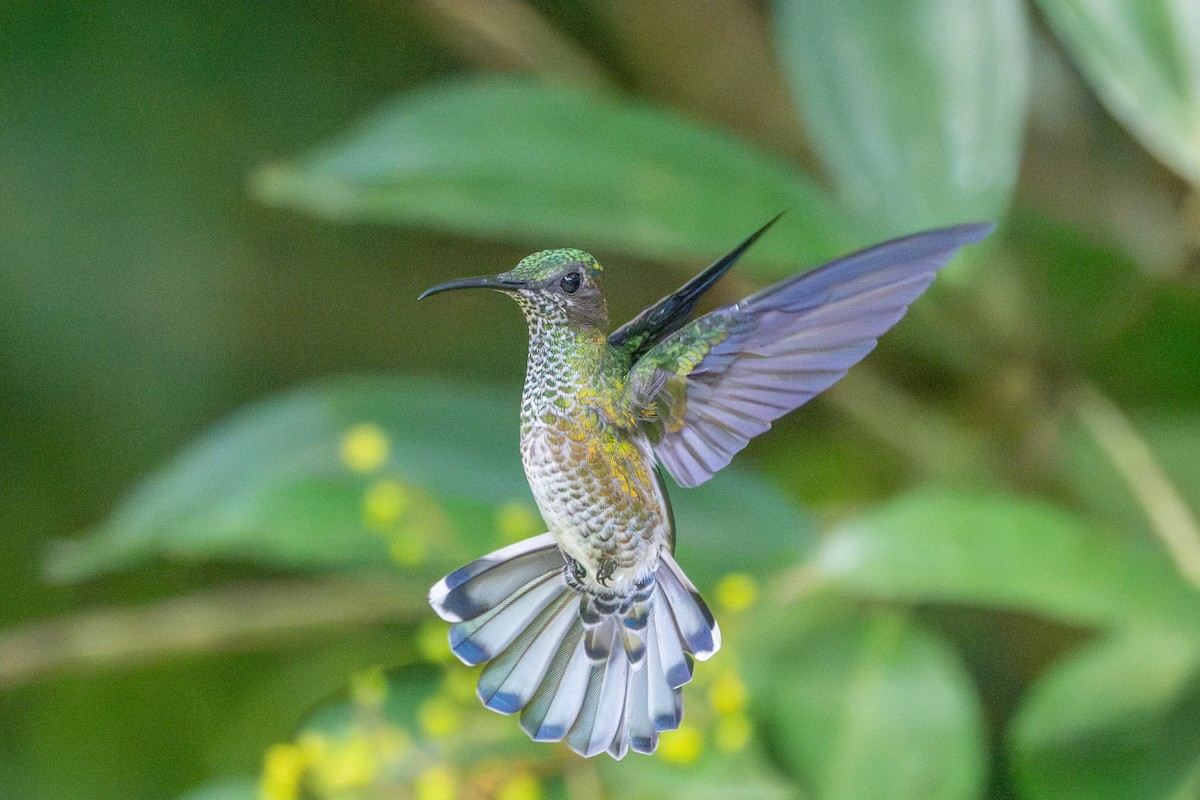Colibri jacobin - ML643612889