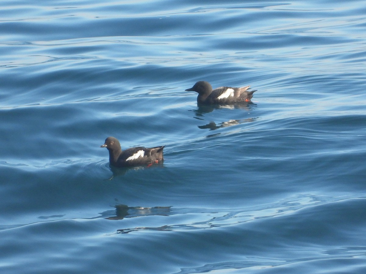 Pigeon Guillemot - ML643612892