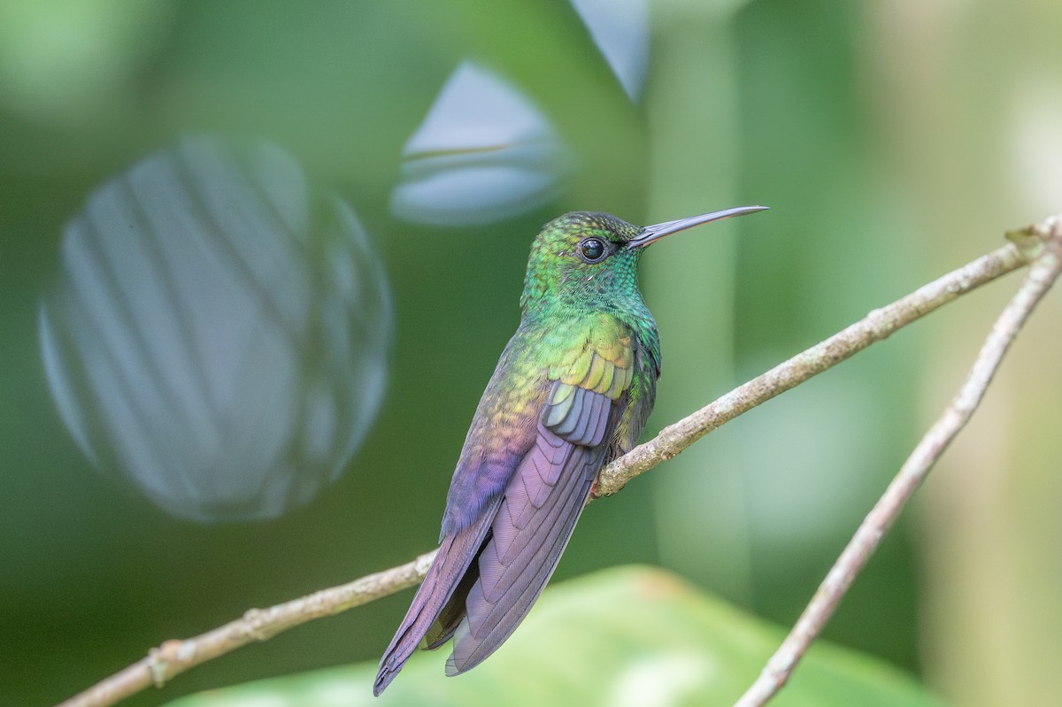 Bronze-tailed Plumeleteer - ML643612895