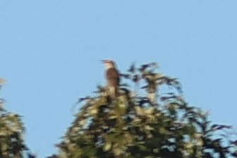 ヒガシマキバドリ - ML643612899