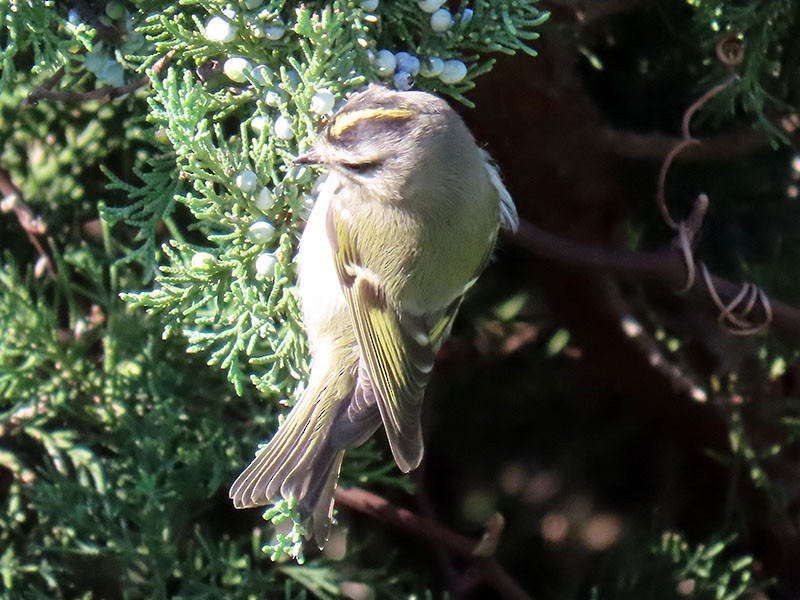 Golden-crowned Kinglet - ML643612912