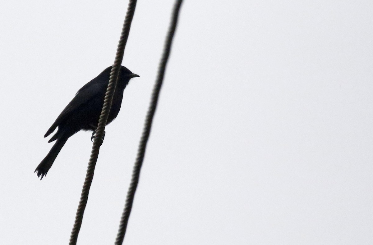 Southern Black-Flycatcher - ML643612935