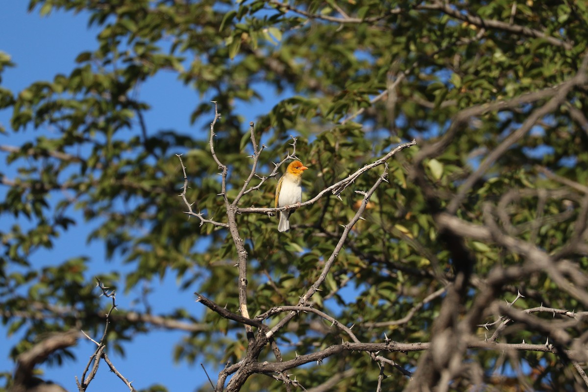 Red-headed Weaver - ML643612945