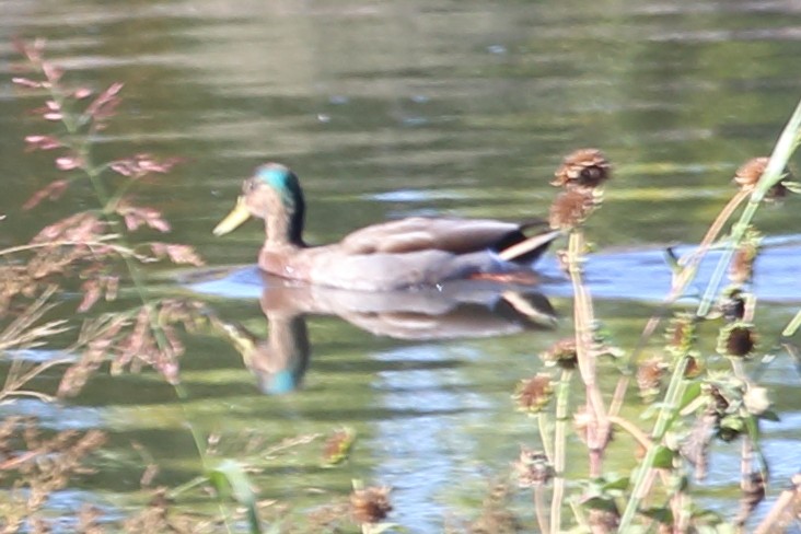Hybride Canard colvert x C. du Mexique - ML643612953