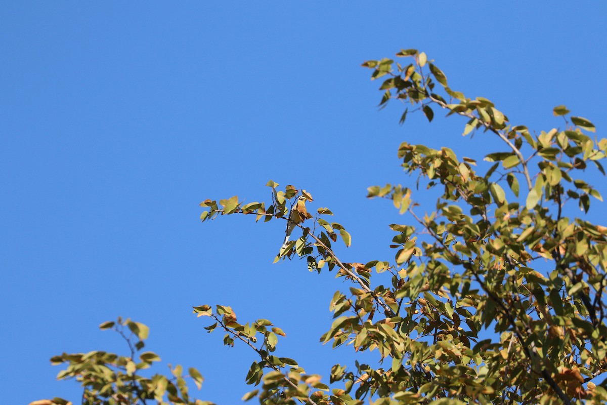 Golden-breasted Bunting - ML643612958