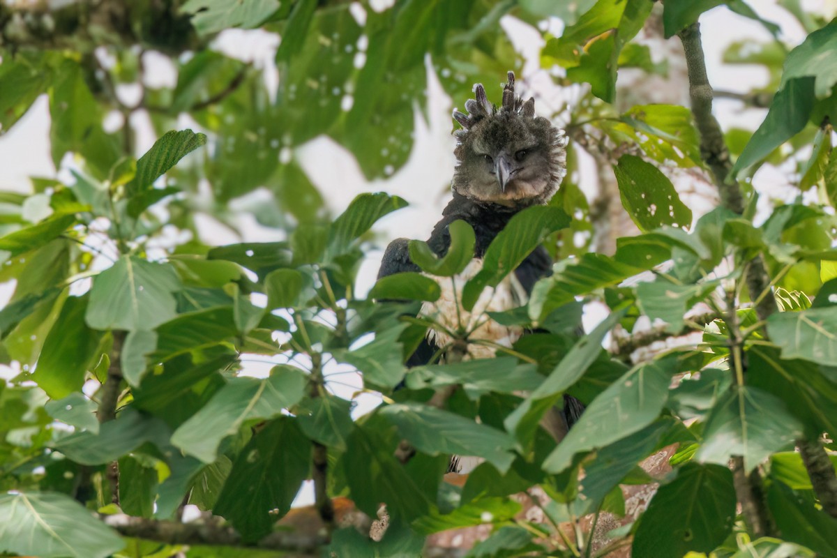 Harpy Eagle - ML643612974