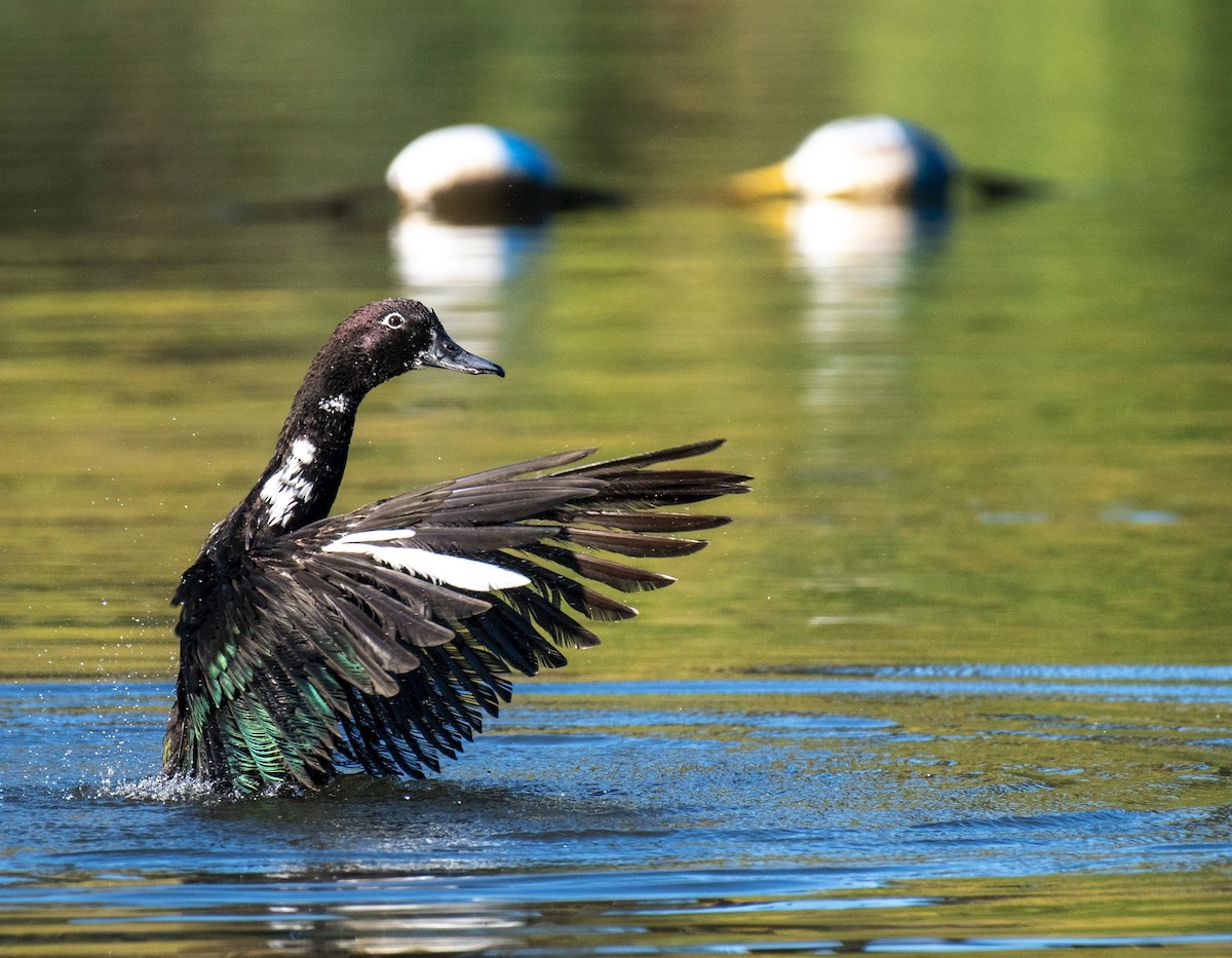 Muscovy Duck (Domestic type) - ML643612979
