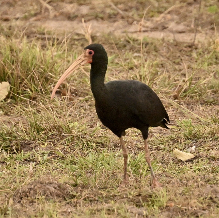rødmaskeibis - ML643612993
