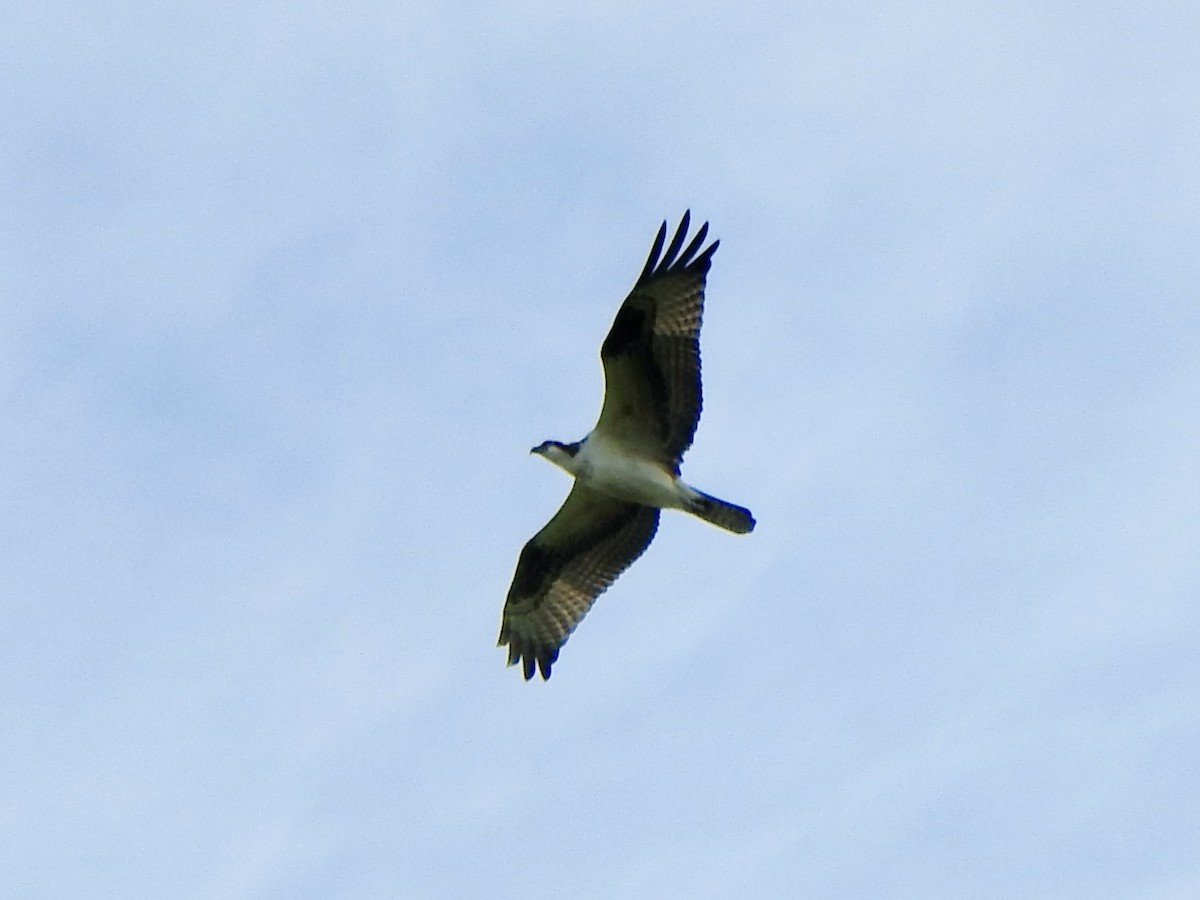 Osprey - ML643613005