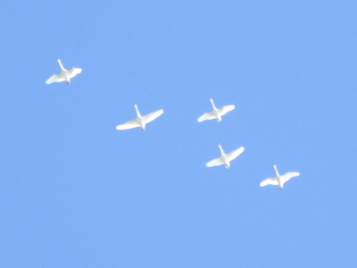 Tundra Swan - ML643613009