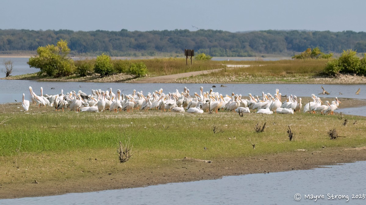 American White Pelican - ML643613010