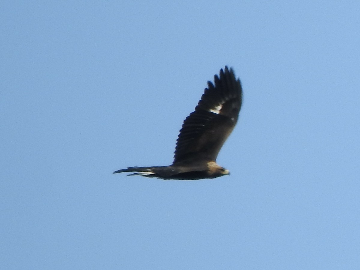 Golden Eagle - ML643613031