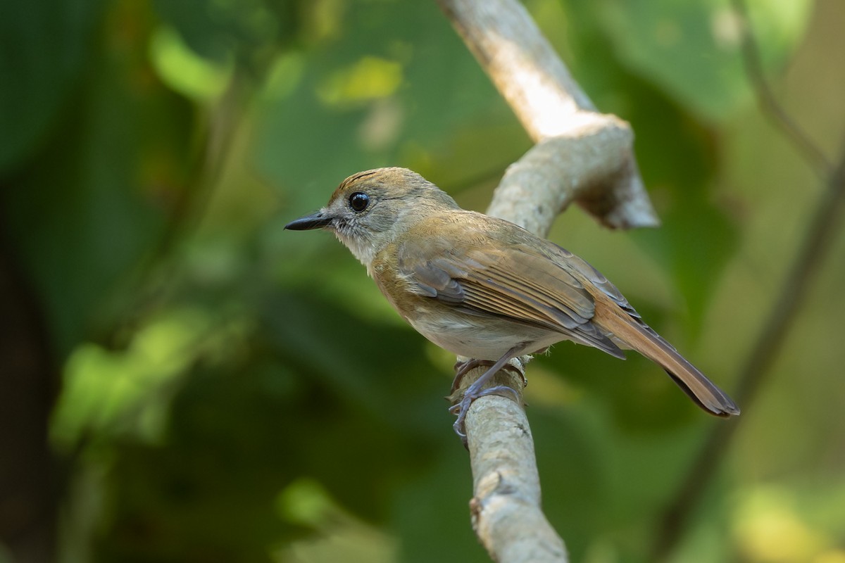 オリーブミツリンヒタキ - ML643613034