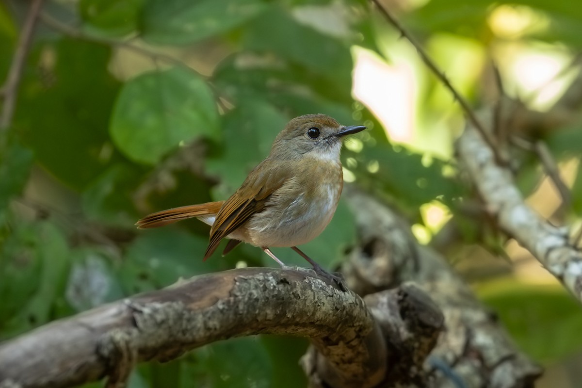 オリーブミツリンヒタキ - ML643613035