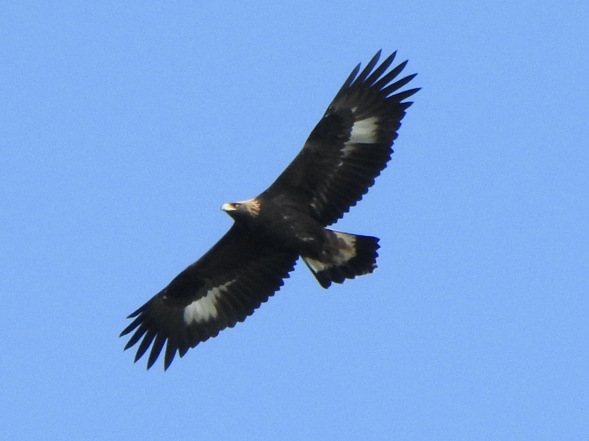 Golden Eagle - ML643613060