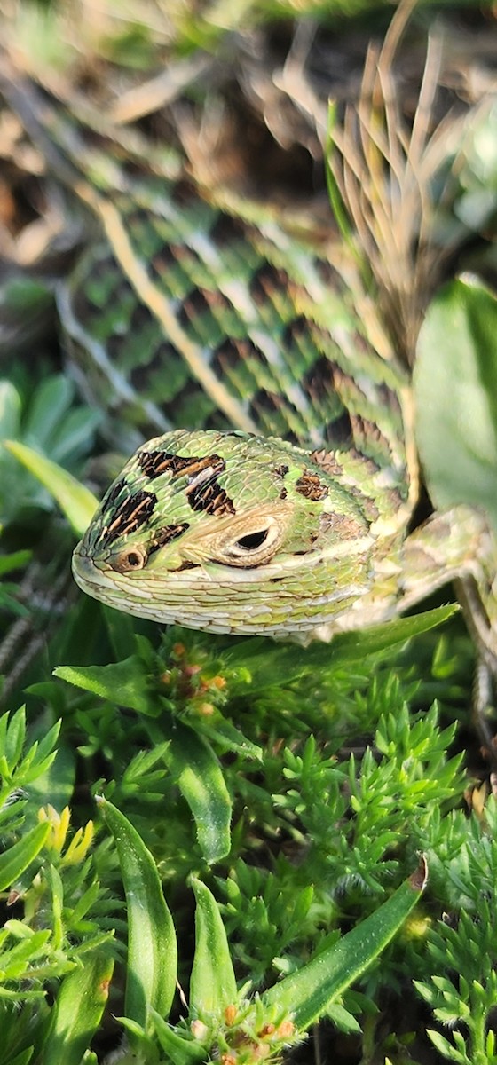 Animals - ML643613102