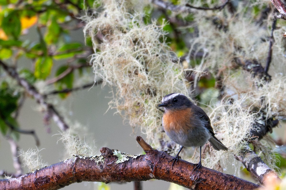 Rufous-breasted Chat-Tyrant - ML643613105