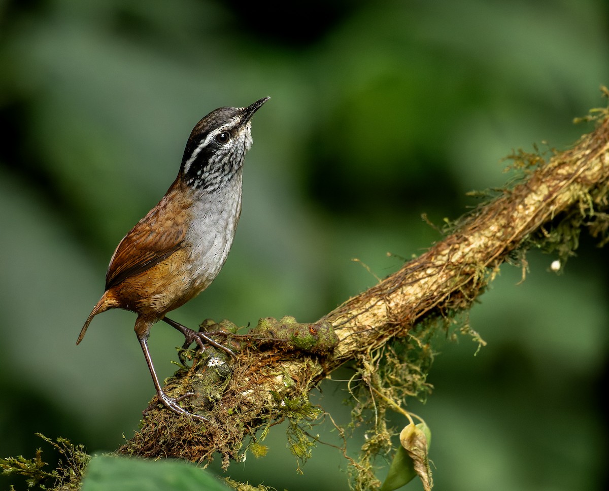Gray-breasted Wood-Wren - ML643613129