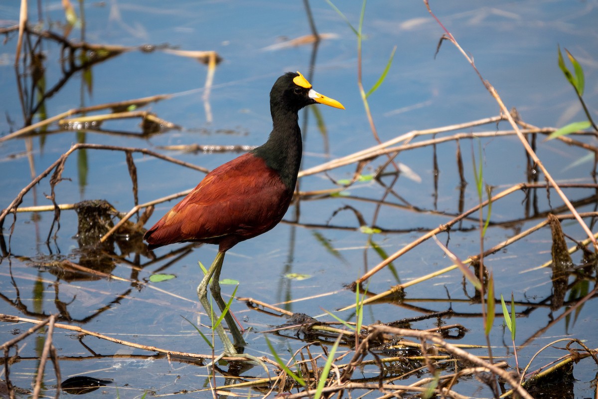 Northern Jacana - ML643613167