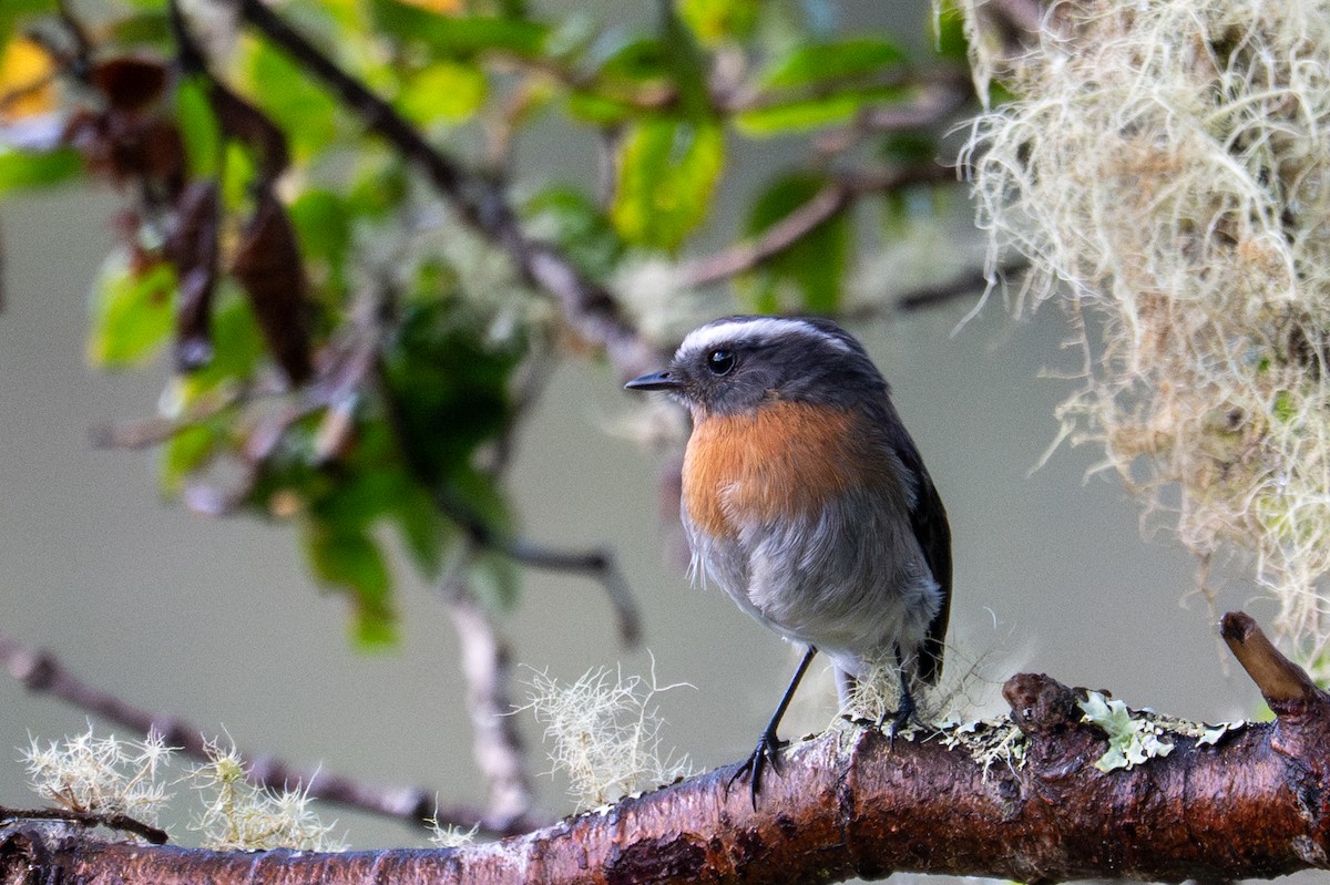 Rufous-breasted Chat-Tyrant - ML643613168